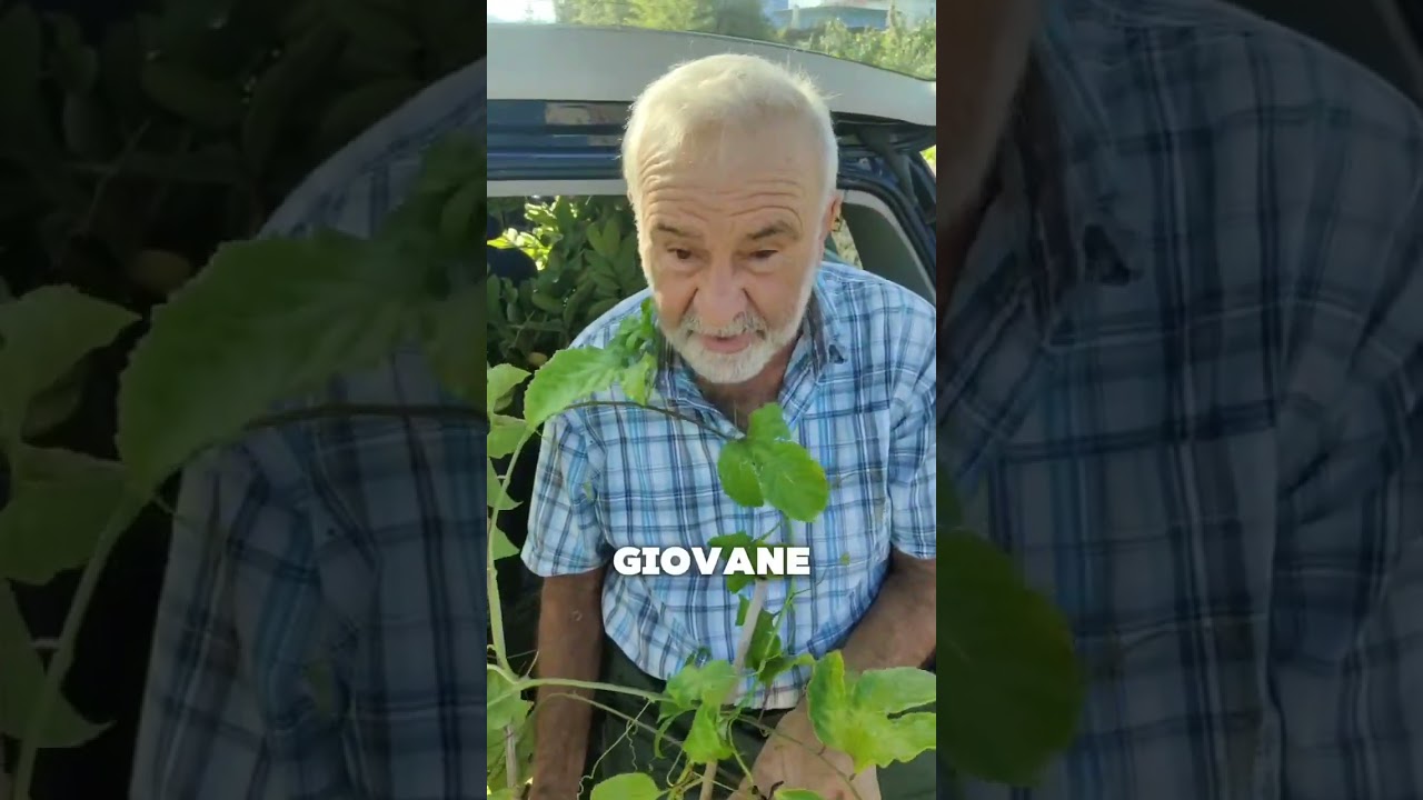 🌱 𝗡𝗮𝘁𝗮𝗹𝗲 𝗧𝗼𝗿𝗿𝗲 𝗲 𝗹𝗮 𝗽𝗶𝗮𝗻𝘁𝗮 𝗱𝗶 𝗣𝗮𝘀𝘀𝗶𝗳𝗹𝗼𝗿𝗮