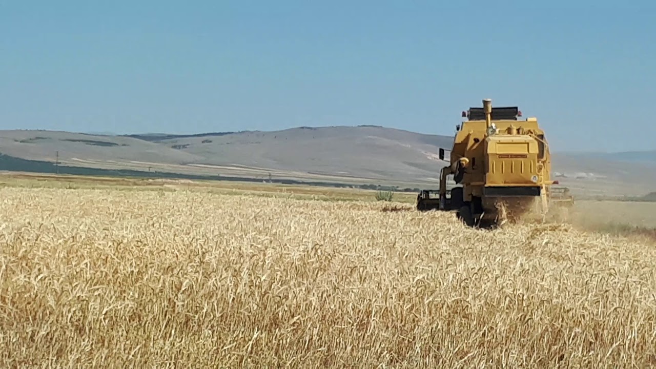 8055 NH (2020 Arpa Hasatı) Barley Harvest