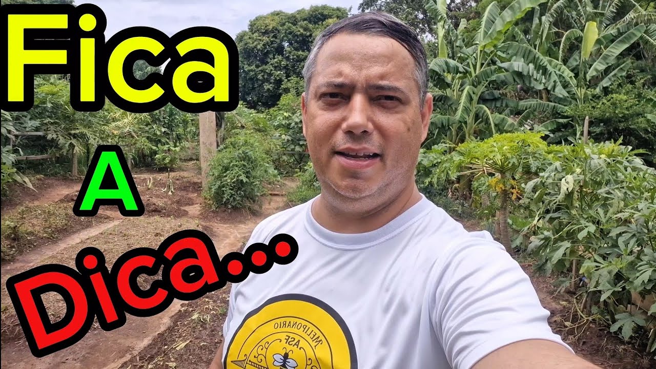 Abelha Jataí, transferência completa 
