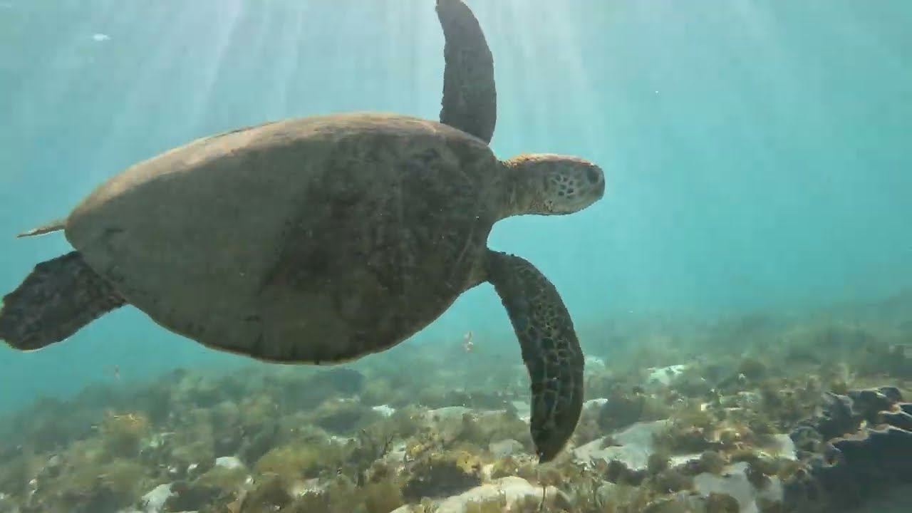 Snorkeling with Turtles - Ningaloo Reef, W.A