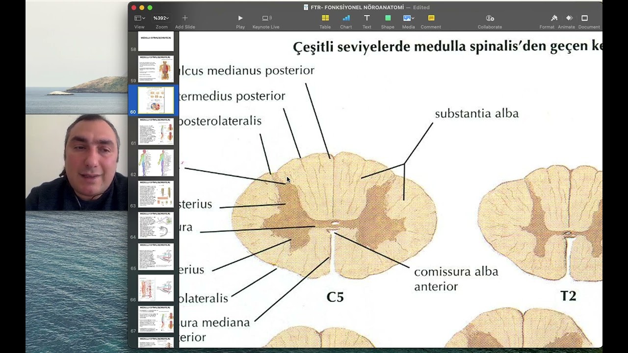NÖROANATOMİ 8 (MEDULLA SPİNALİS ANATOMİSİ)