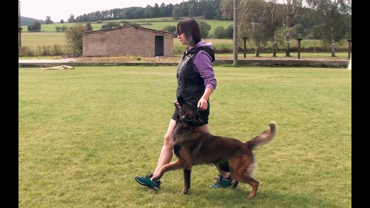 Giro z Kovárny - obedience & protection