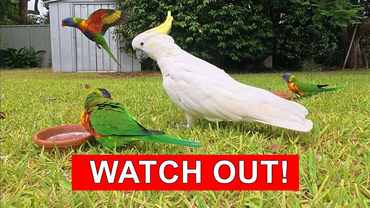 Noisy Lorikeet Breakfast! 🦜 4K ASMR Bird Feeding & Backyard Wildlife