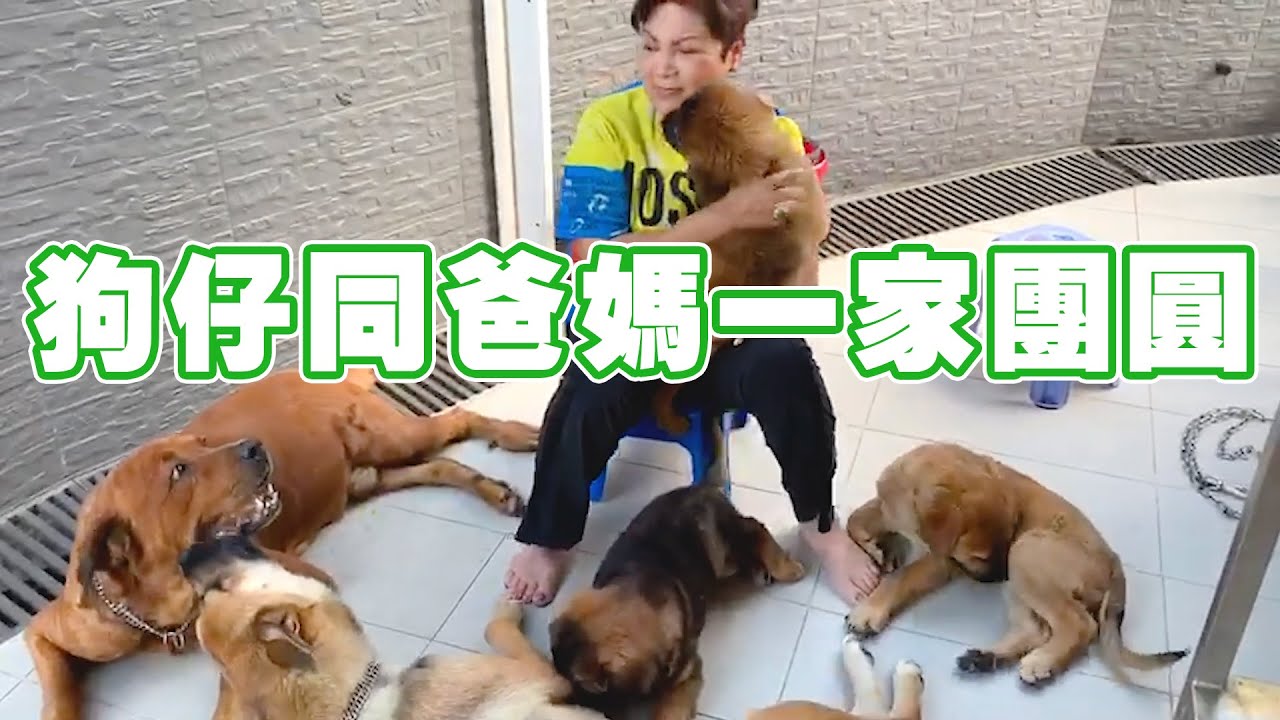 狗仔同爸爸媽媽一家團圓！俾大家見下佢哋