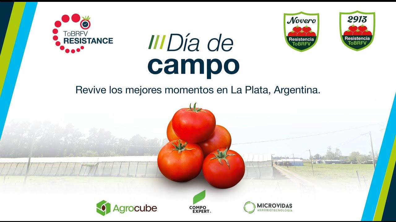 Lanzamos los nuevos tomates Novero y 2913 en Argentina 🍅