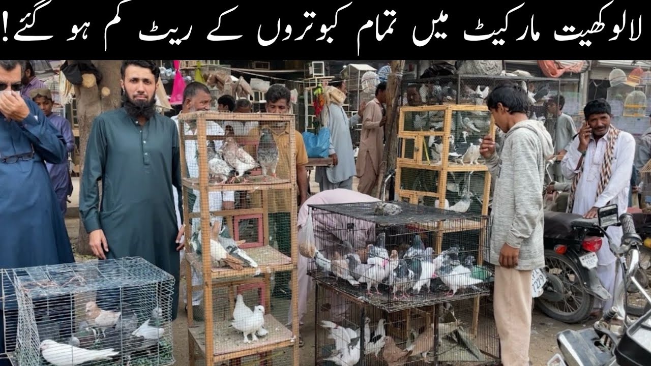 Kabootar Market Lalukhet Sunday Video Latest Update 21-12-2025 in Urdu/Hindi