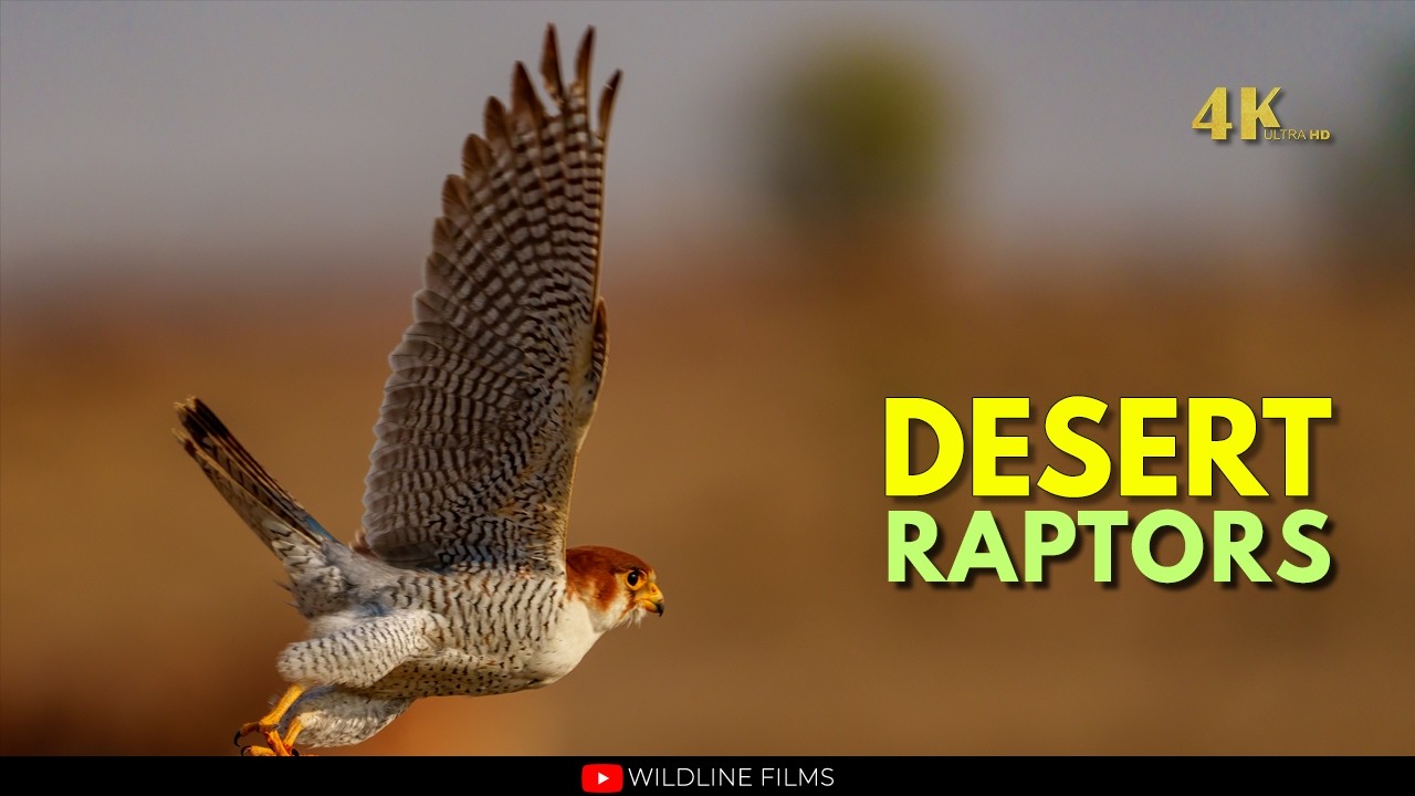 Rare Birds of Desert National Park | Indian Wildlife 4K
