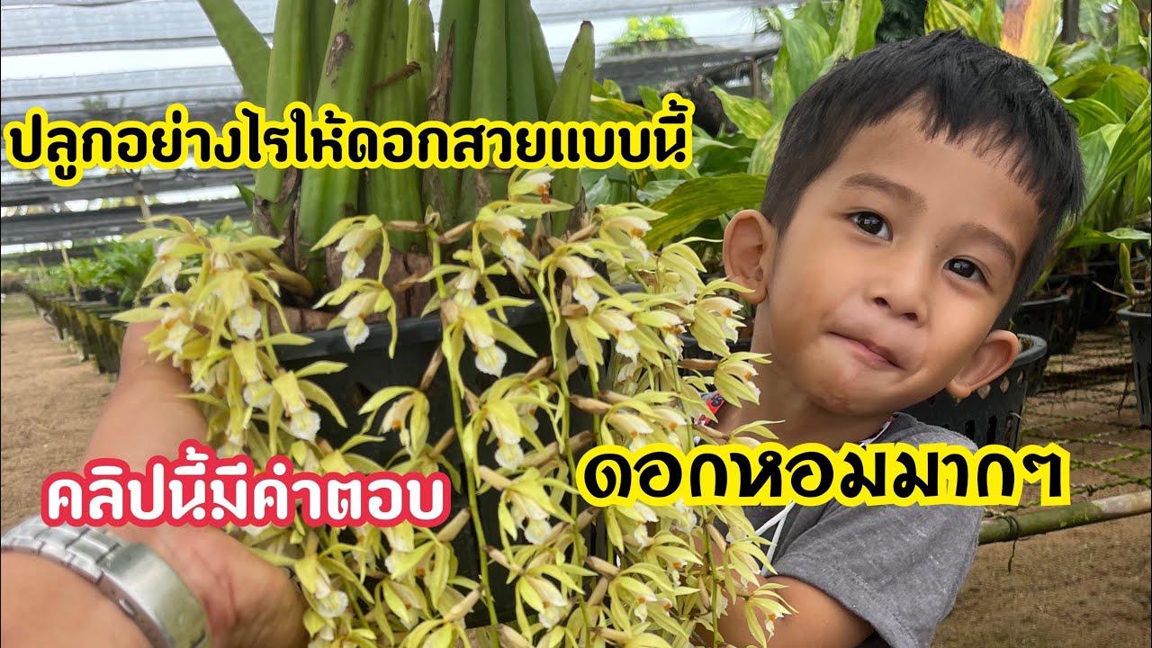 วิธีปลูกกล้วยไม้ เอื้องสายเสริฐ สั่งซื้อลิ้งด้านล่าง