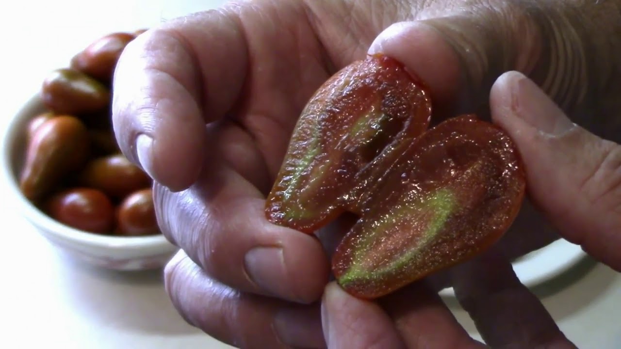 Chocolate Pear Tomato Taste Test.