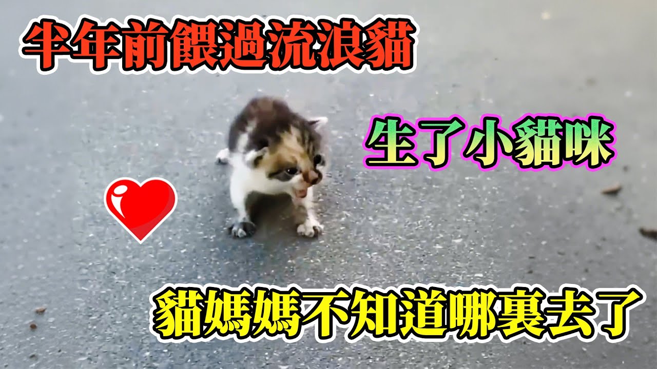 半年前餵過流浪貓🐱，生了小貓咪，貓媽媽不知道哪裡去了。#動物的迷惑行為  #養動物的樂趣  #動物的心思都寫在臉上