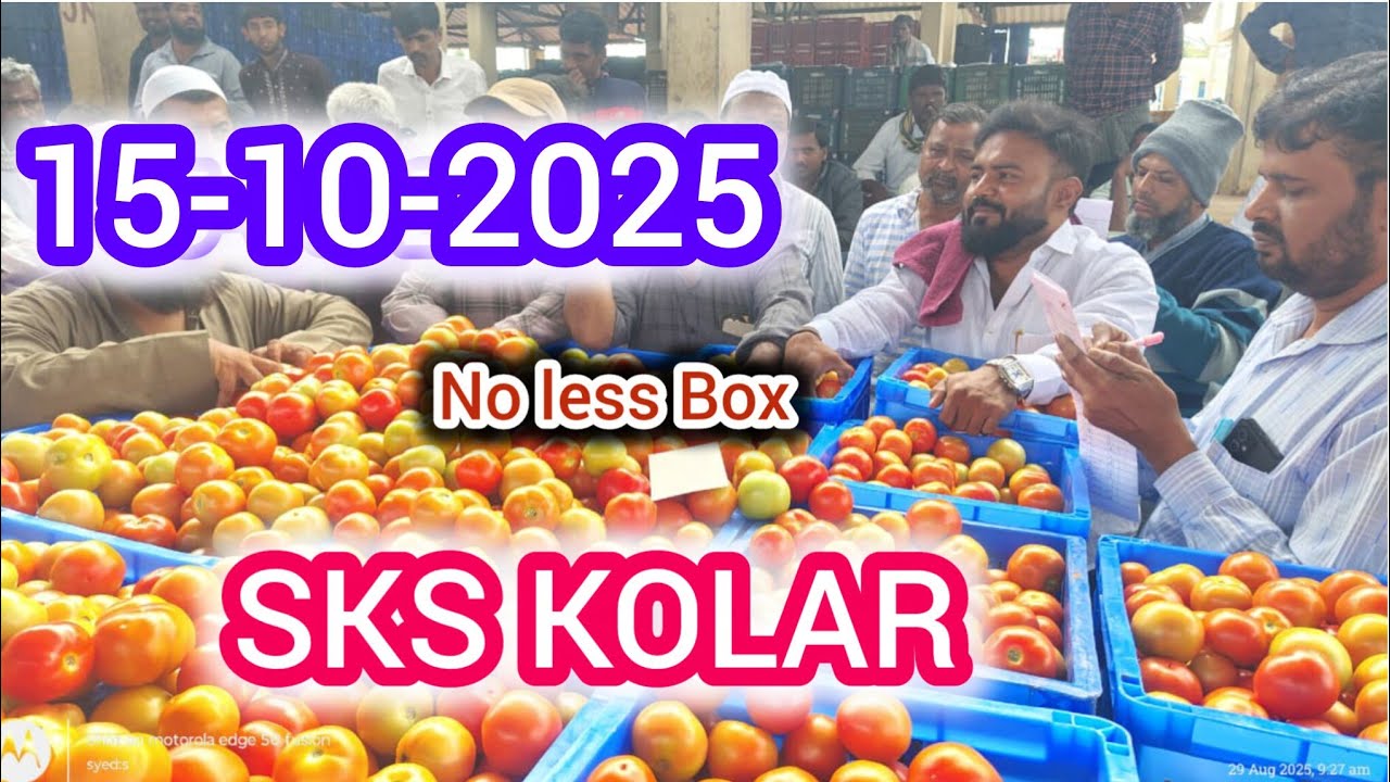 15-10-2025 Kolar Tomato market Rates/kolar tomato rate 