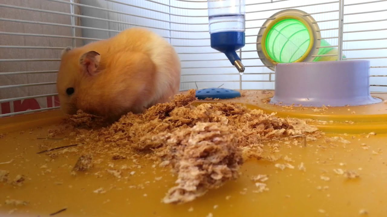 Hamster storing food