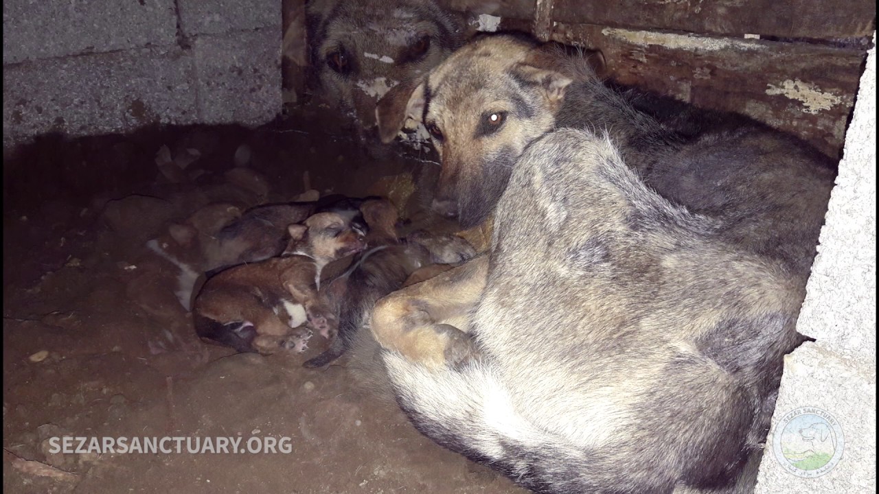 Rescuing a stray dog with sarcoptic mange and her babies-Talesh نجات جان مادر مریض و بچهاش از تالش