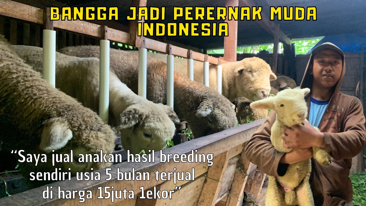 PATUT DI CONTOH‼️sukses beternak domba batur