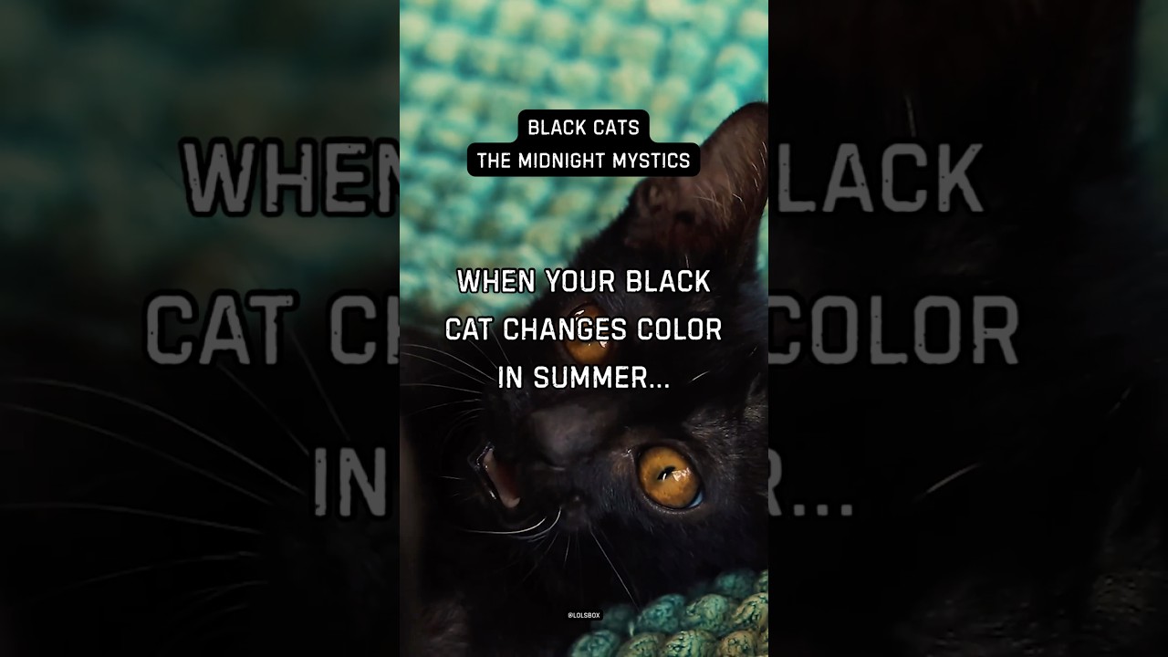 When your black cat changes color in summer