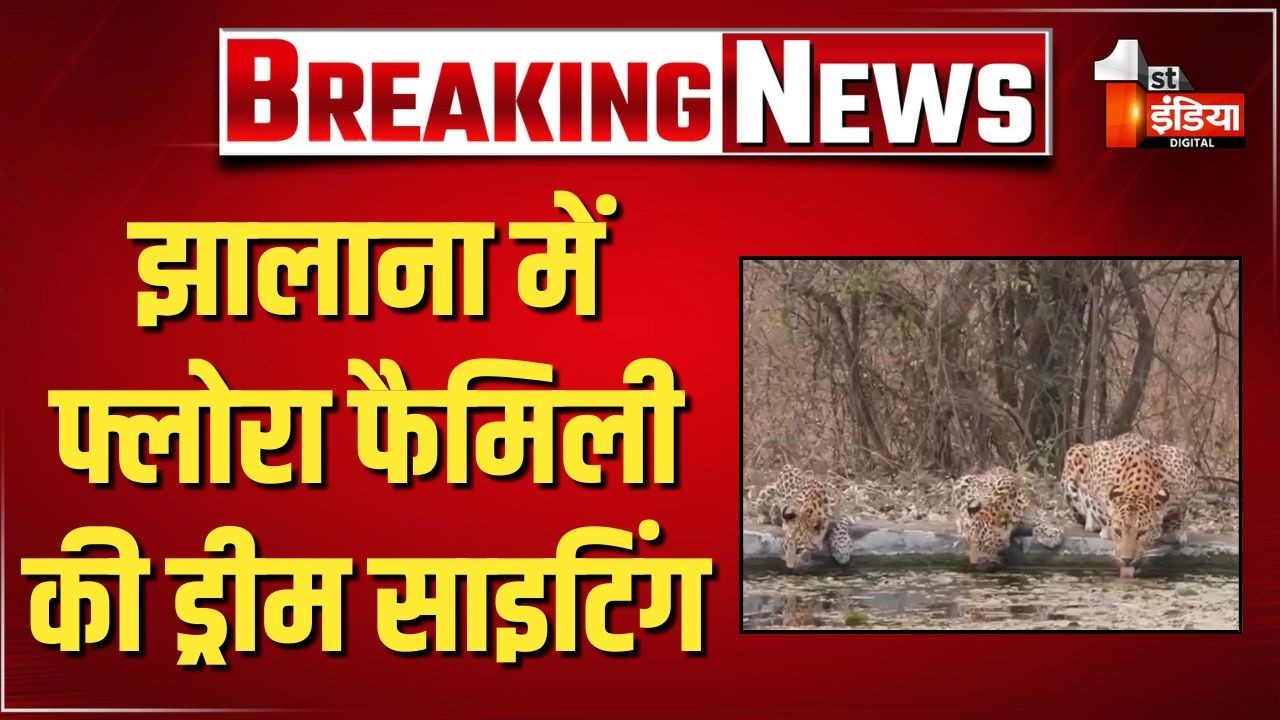 झालाना में फ्लोरा फैमिली की ड्रीम साइटिंग, पानी पीते वीडियो वायरल | Jhalana Leopard Reserve | Jaipur
