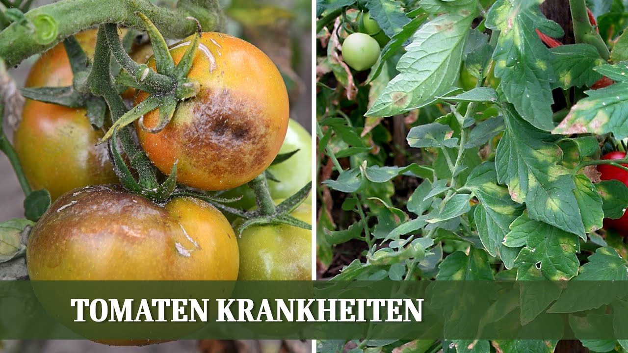 Tomaten Krankheiten - Ursachen für Braunfäule, Schimmel und Grünkragen