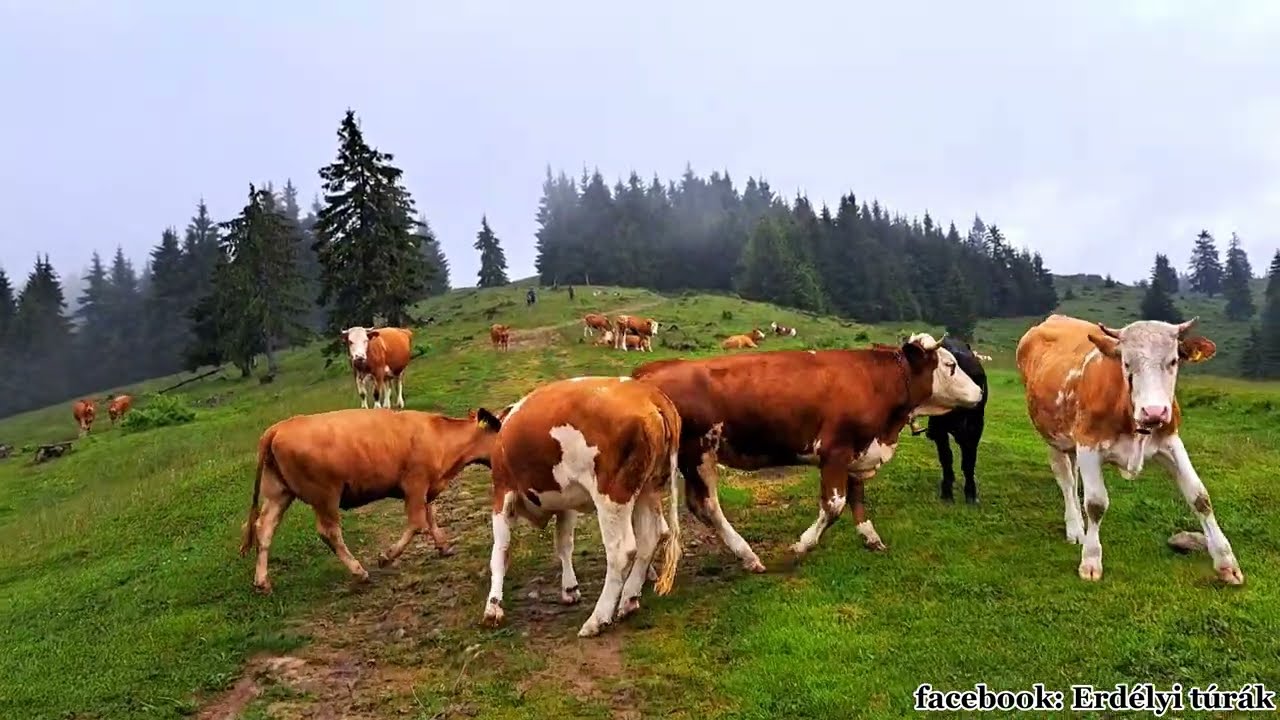 Farkasok és medvék járják a hegyek tetejét. Megszülettek a kiskutyák, lesz védőőrizet a juhászoknak!