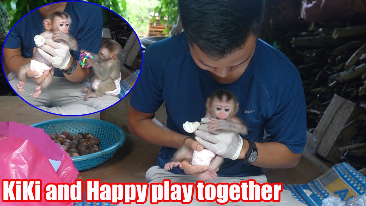 Take care of wounds for Happy baby monkeys • Monkey KiKi