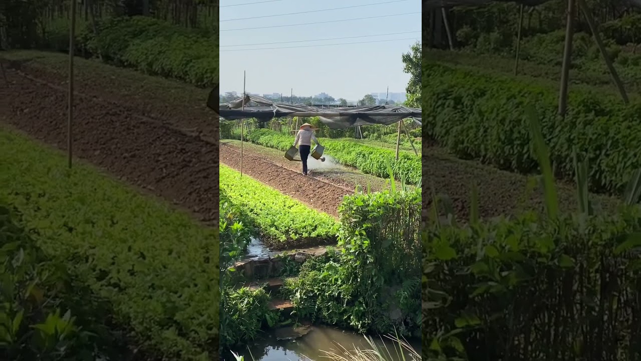 Vietnamese Agriculture