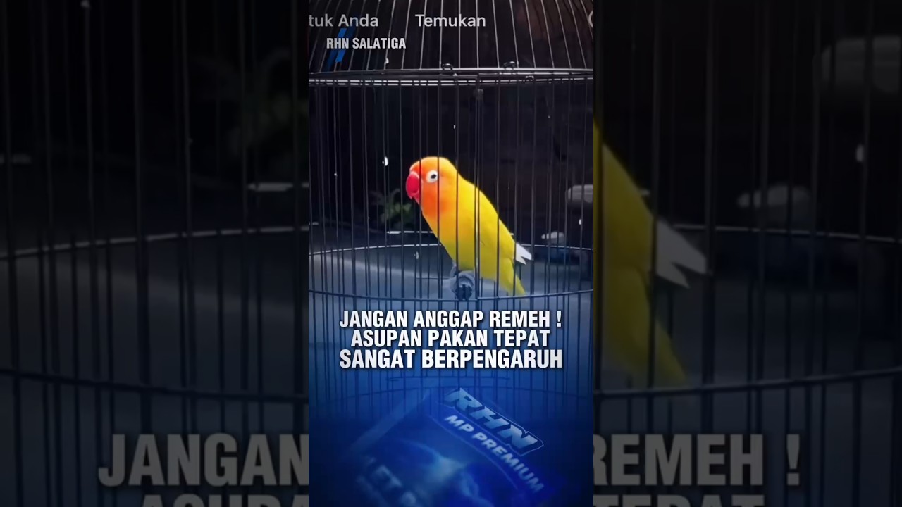 Jangan anggap remeh ! Asupan pakan tepat  sangat berpengaruh pada lovebird #rhnsalatiga #fypviral