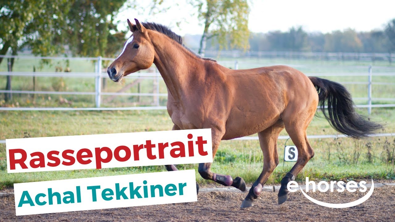 Der Achal-Tekkiner im Rasseportrait