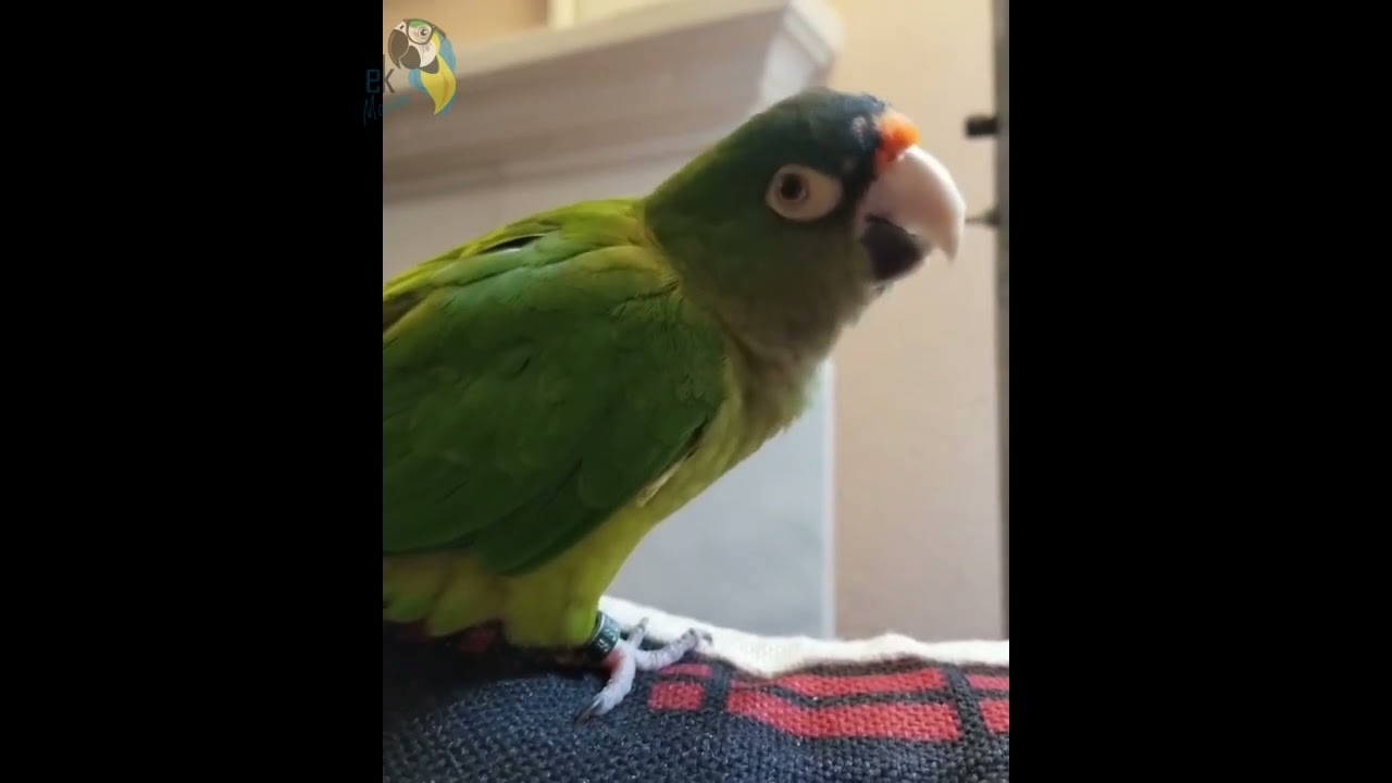 Perico frente naranja hablando y silbando