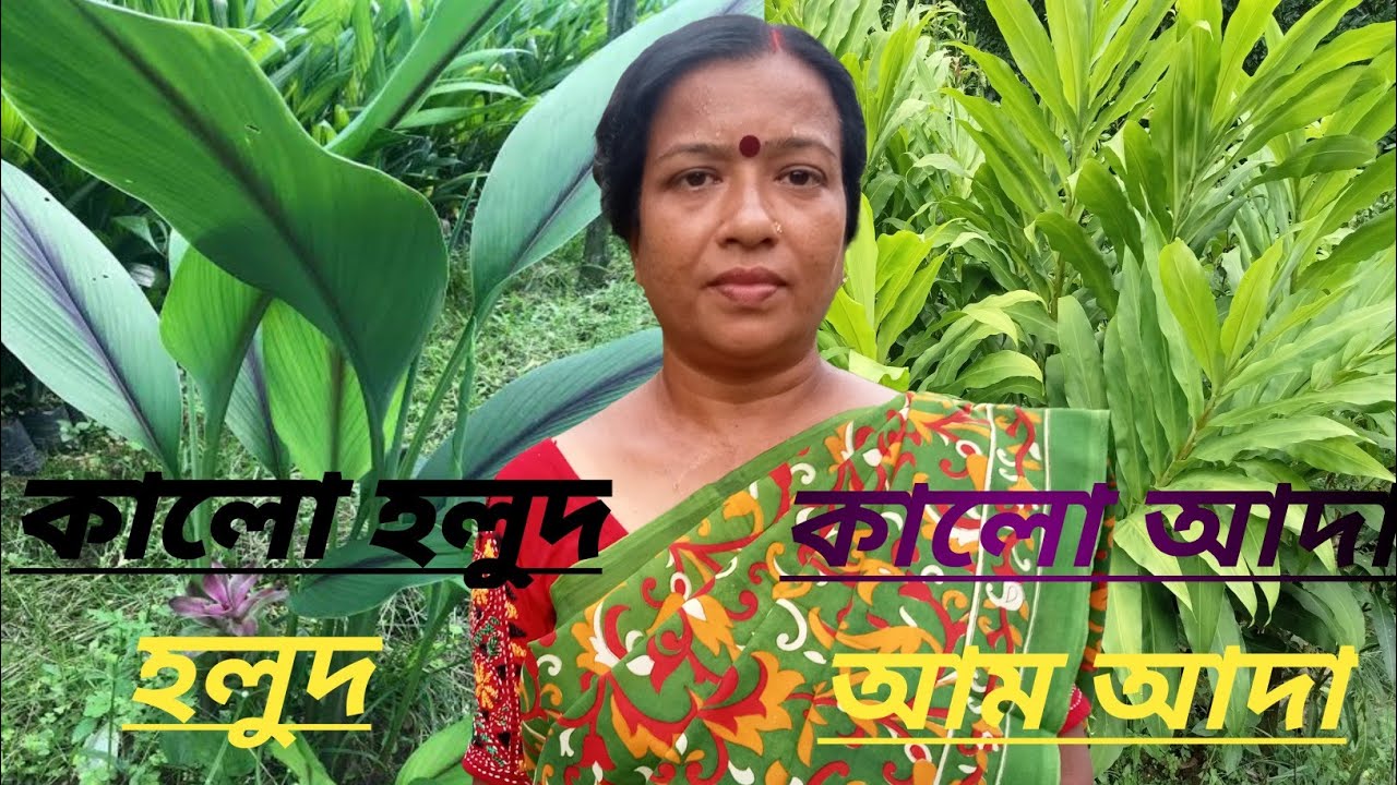 🌿🌿 বিস্তারিত জেনে নিন- কালো আদা, কালো হলুদ, আম আদা, হলুদ, আদা // আয়ুর্বেদিক গাছ  গুলি চিনে নিন // 🌿🌿