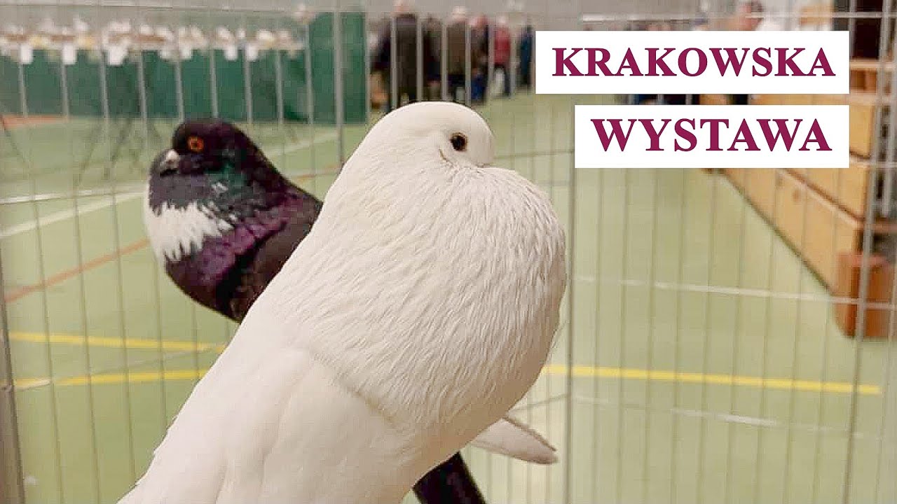 Krakowska Wystawa Gołębi Rasowych 2026 