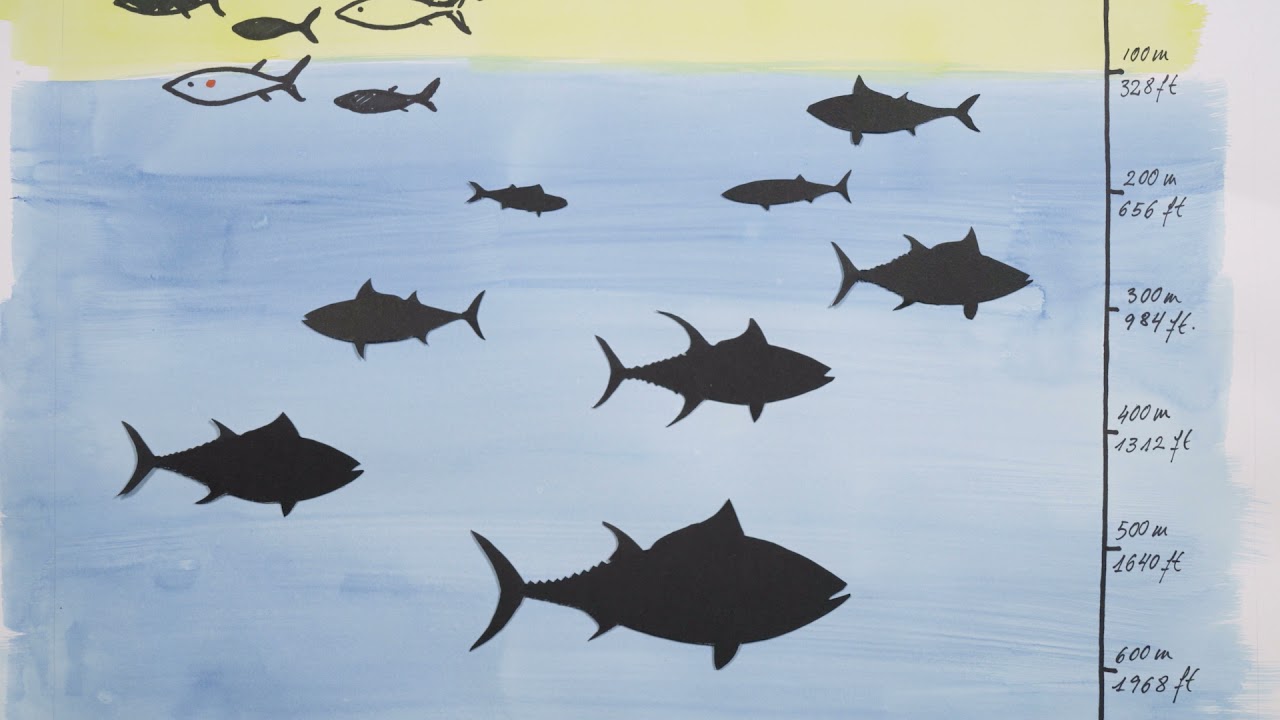 Diving with tuna: heading down deep
