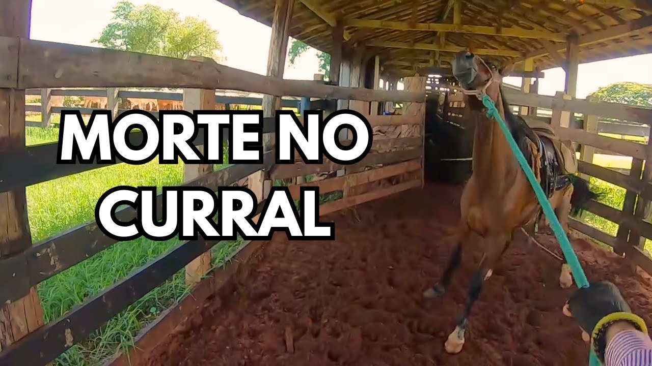 CASO REAL: O QUE NINGUÉM QUER MOSTRAR NO CURRAL - O IMPREVISTO ACONTECEU