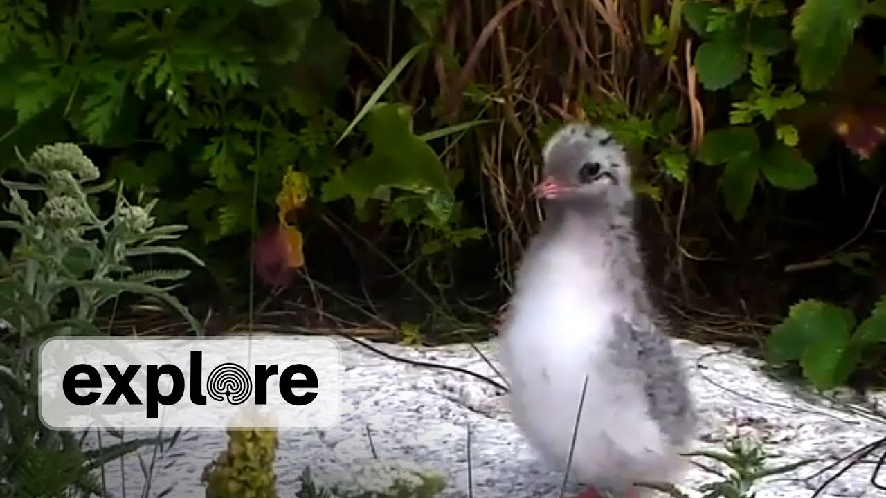 Growing Pains of an Arctic Tern | EXPLORE FEATURE
