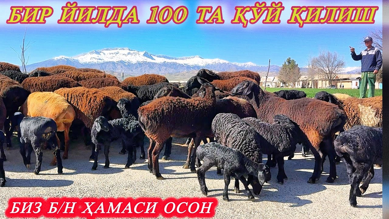 ХИСОР ТОҒЛАР БАҒРИДА БАРАКАЛИ ҚЎЙЛАР