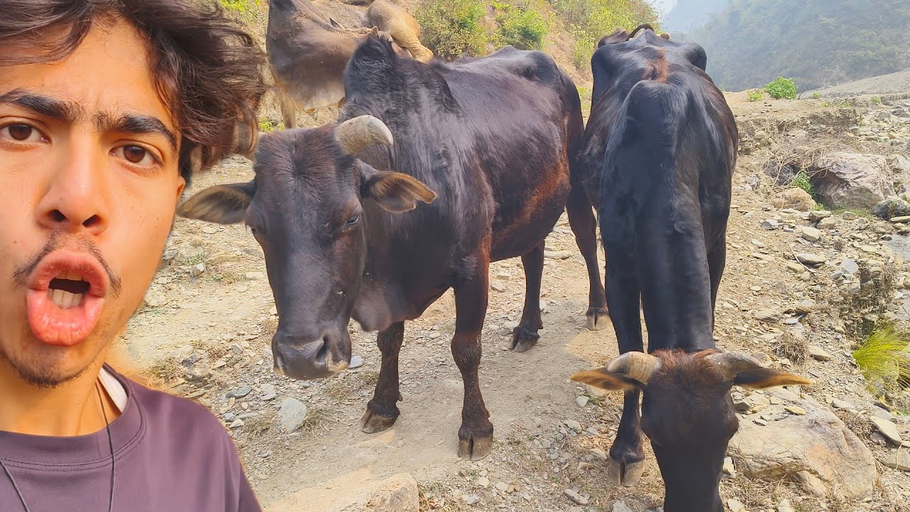 Wild Jungle Journey With My Bulls