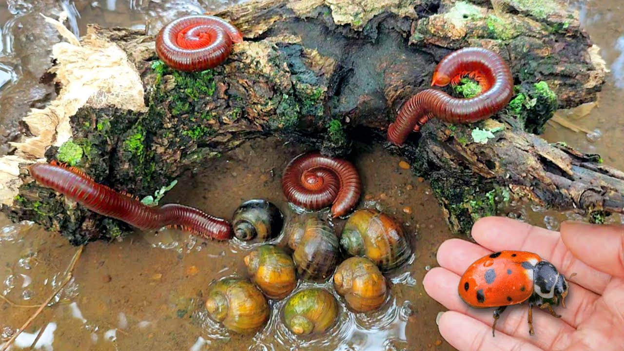 Melihat Snails, Bekicot, Keong mas, Siput, Cangkang, luwing kaki seribu, ikan hias, kepiting  #34