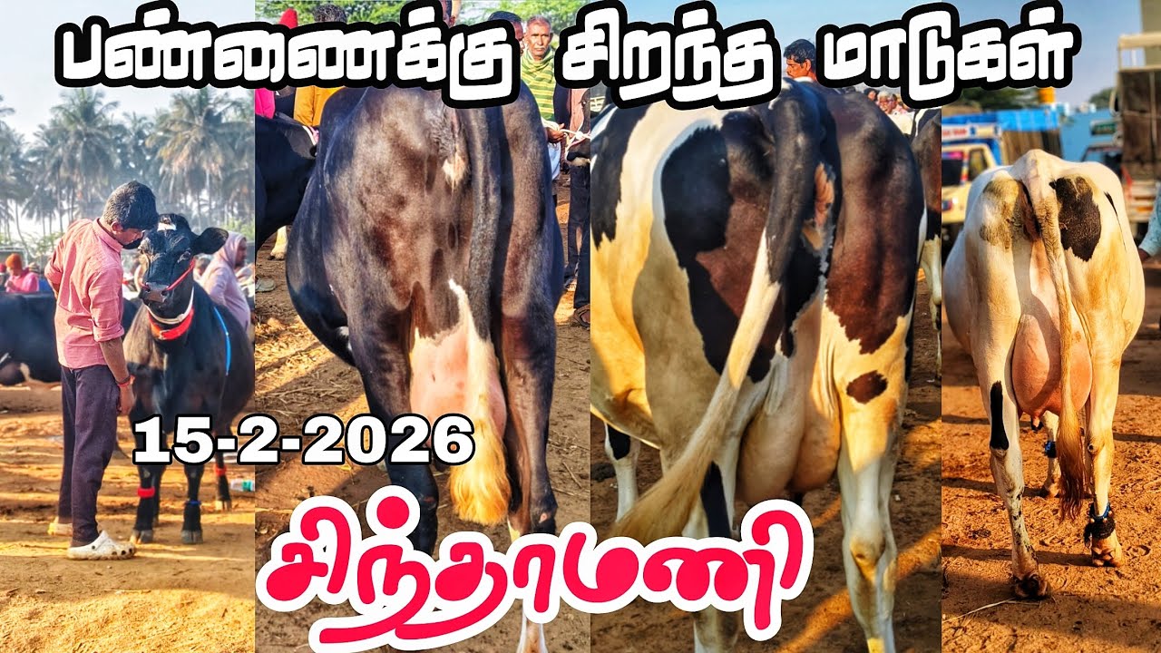 15-2-2026 சிந்தாமணி மாட்டு சந்தை கர்நாடக மாநிலம் 🥰 Hf சினை மாடுகள் 🐄 #tn24_sakthi_vlogs 