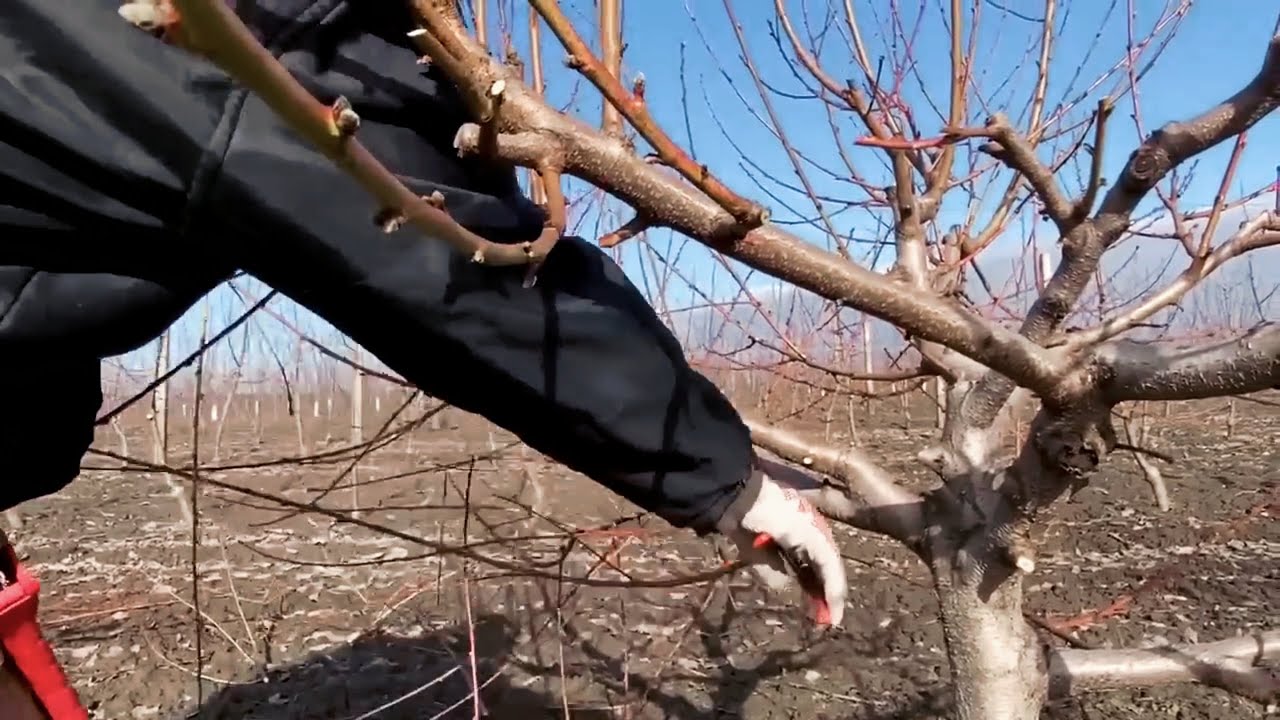 Professional Pruning of a 3-Year-Old Peach Tree: Expert Tips for Bountiful Harvests
