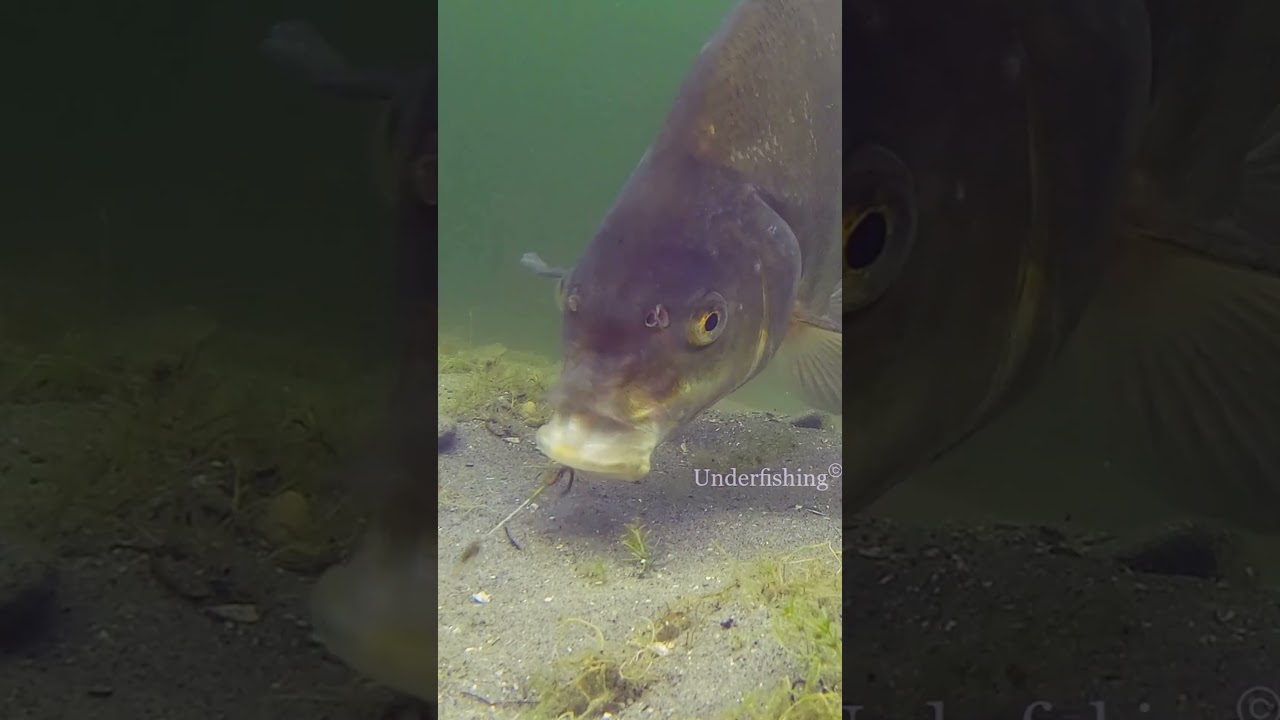 Bream Proof Rig #fishing #underwater #fail #underfishing