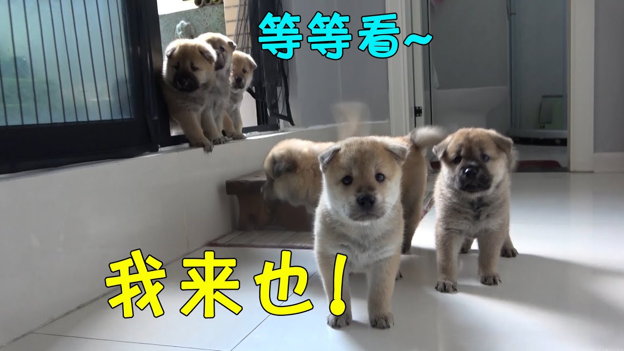 满月中华田园犬解锁新地图，小心翼翼四处探索，胆量差距一目了然