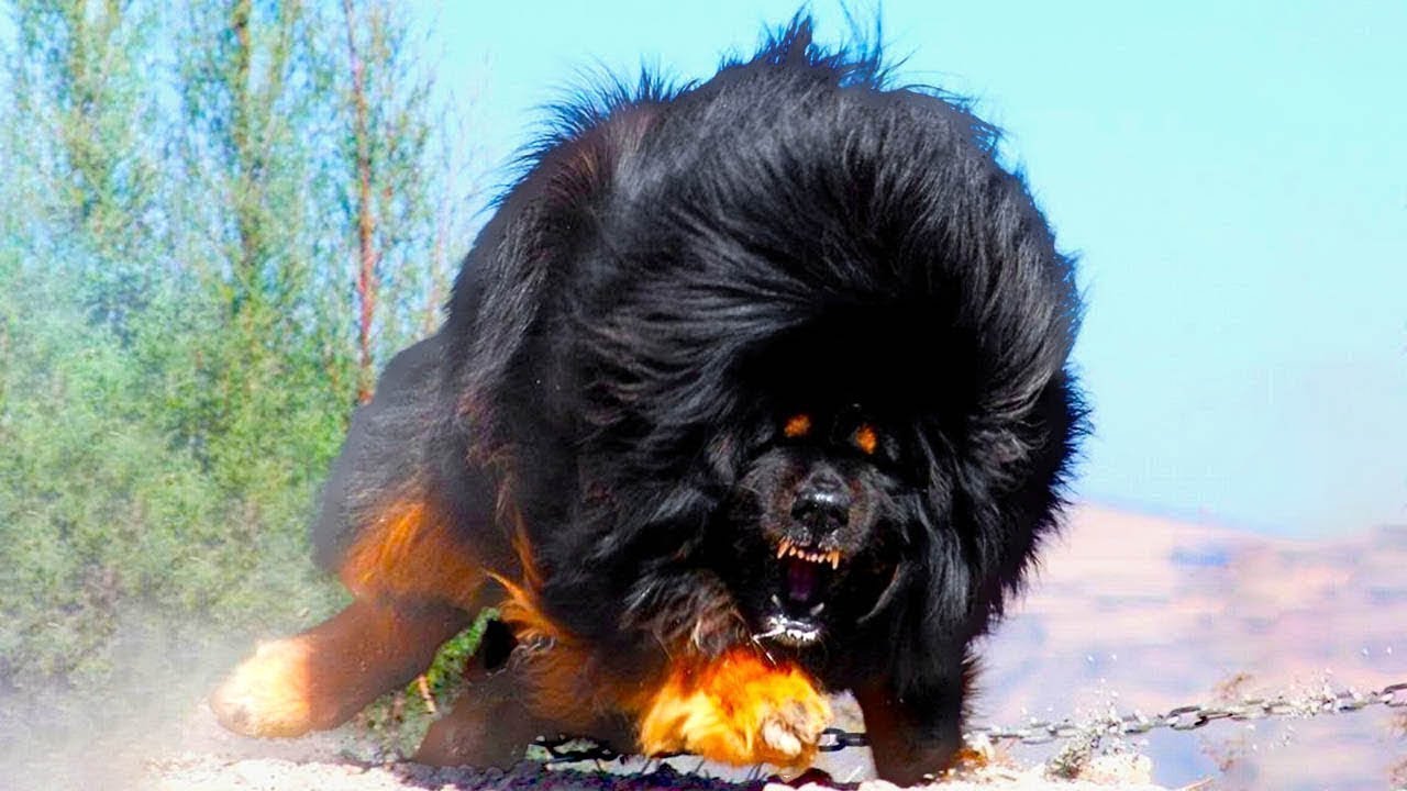 When Powerful Dog Breeds Proved Their Dominance