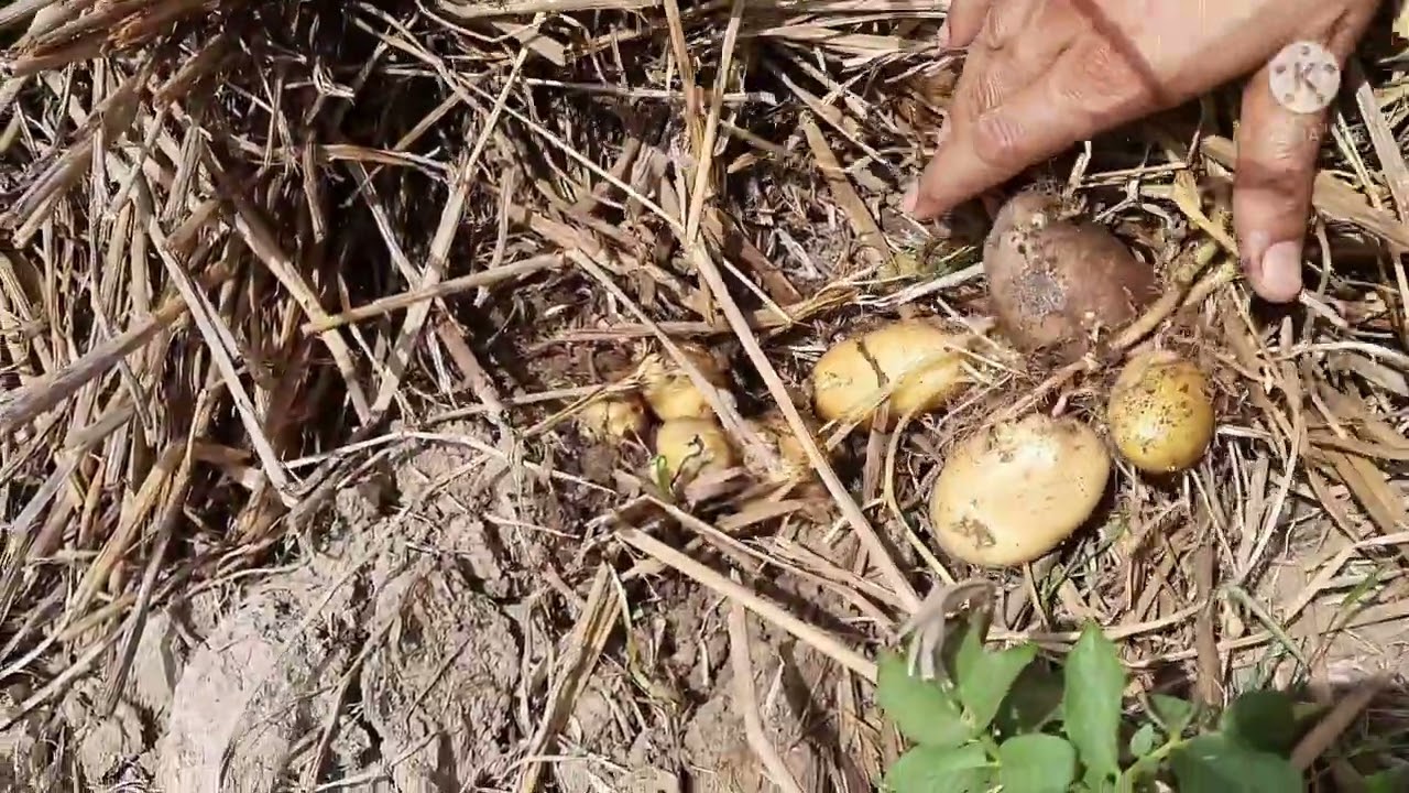 समतल खेत या मेड में बिना जुताई धान की पराली से ढक कर करें आलू की खेती।