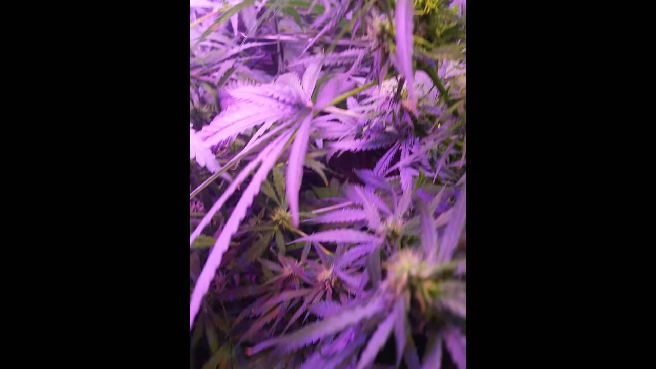 Week 5 on Candy Kush Express (Fast version) ans Raspberry Cough