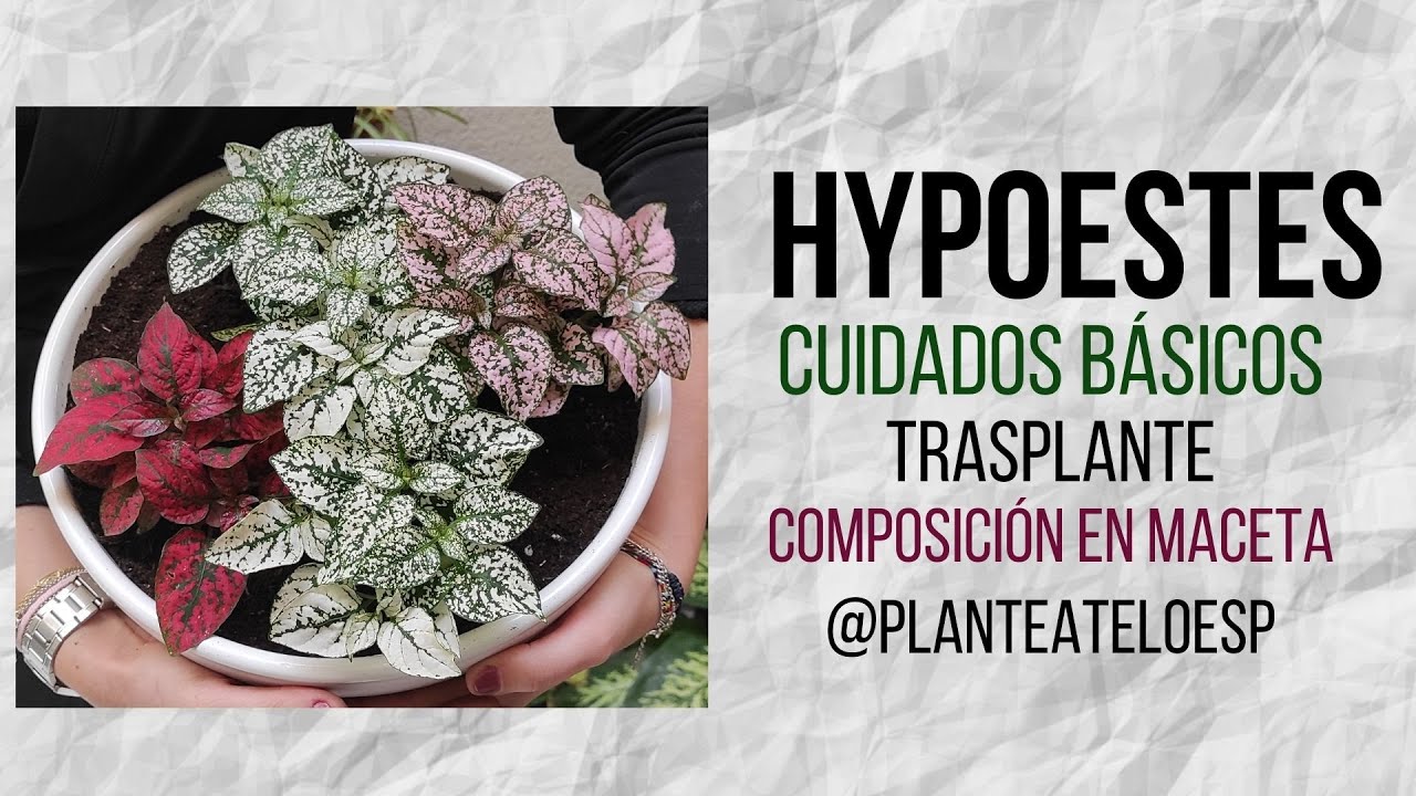 Hypoestes, Hojas de Sangre o Paleta de Pintor: Cuidados básicos, trasplante y composición en maceta💕