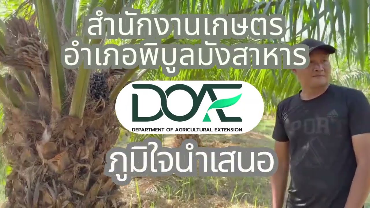 แปลงเรียนรู้การใช้ปุ๋ยตามค่าวิเคราะห์ดินของพี่ศักดิ์ศรี พระจันทร์ บ้านแขม พิบูลมังสาหาร