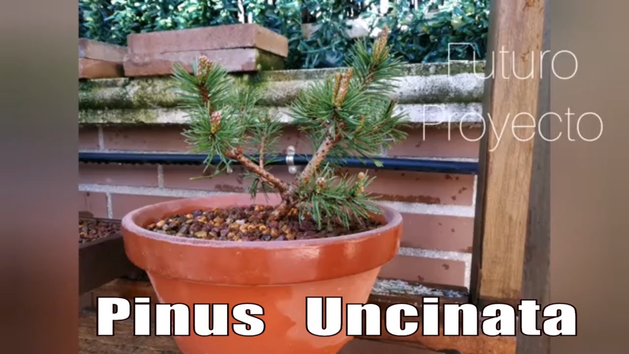 Pinus Uncinata trasplante y proyecto