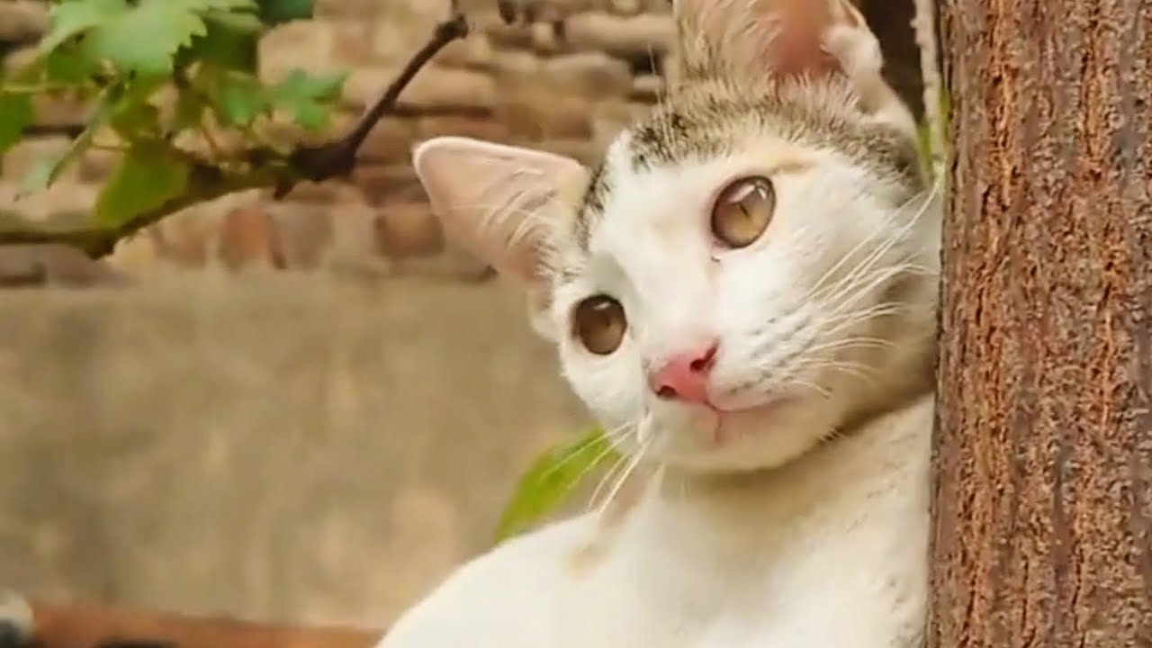 Cat meow | Cat sound | #cat #youtube #viral #trending 