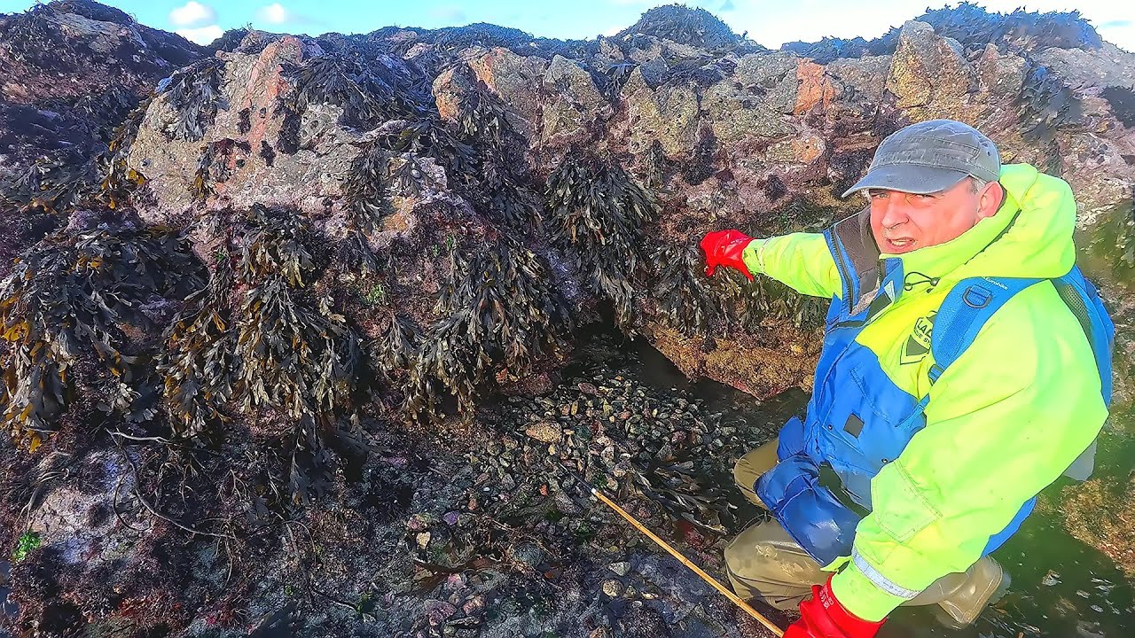 Going Our Own Ways Foraging For Abalone Other Sealife & Cooking A Delicious Meal