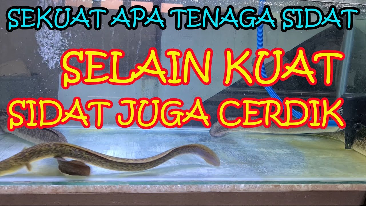 SETINGGI INI SIDAT BISA NAIK MEGGUNAKAN TENAGA EKORNYA