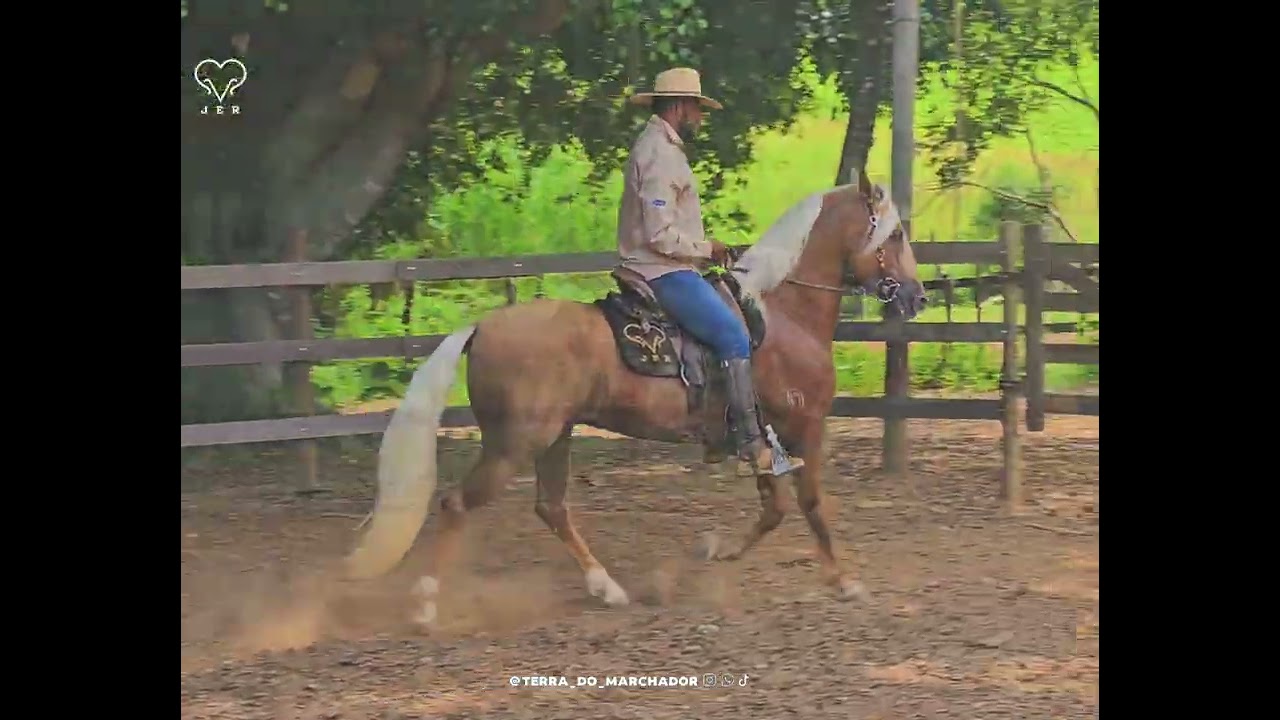 Landau de Três Corações...filho do Fator de Três Corações x Fabulosa de Três Corações...Haras HER