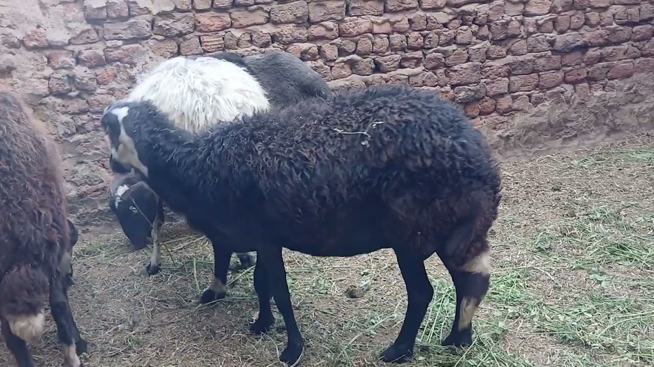 تربية الاغنام والماعز علي سطح المنزل
